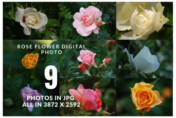 Download Summer Rose Flower - Flower Collection