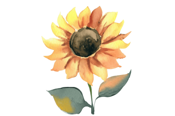 Download Fall Sunflower Watercolor Clipart Vol–8 - Flower Collection