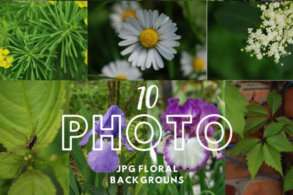 Download Summer Flower Download Photography - Flower Collection