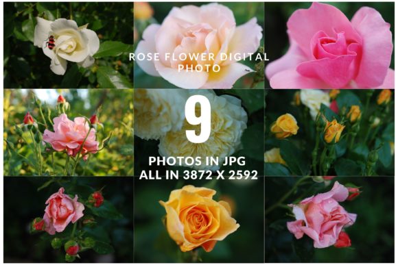 Download Summer Rose Flower - Flower Collection